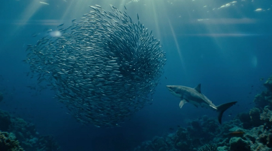 A THOUSAND FINS Spec Short by Bildreich Hamburg